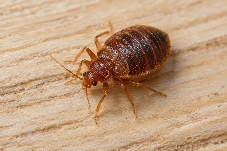 Bed bug on pale wooden headboard grain