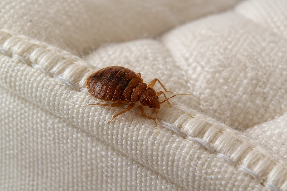 Bed bug on the stitching of a cream mattress seam