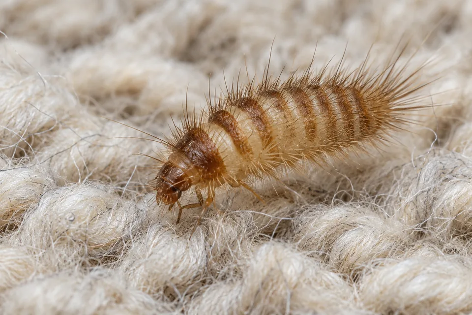 Carpet beetle larva among natural wool fibres
