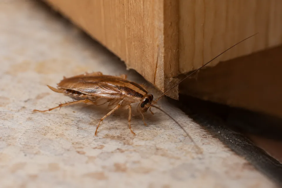 German cockroach beside a sheltered cabinet edge