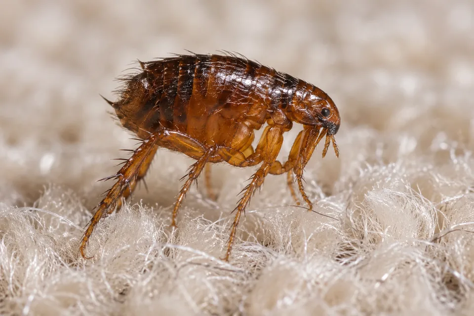 Flea on pale carpet fibres