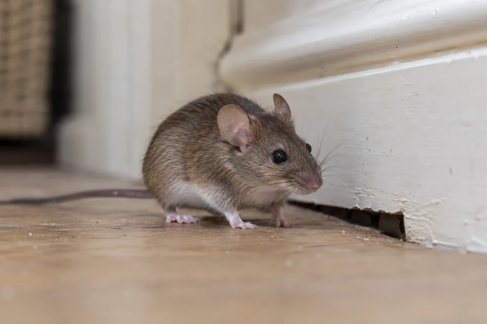 House mouse beside a floor-level gap and skirting board