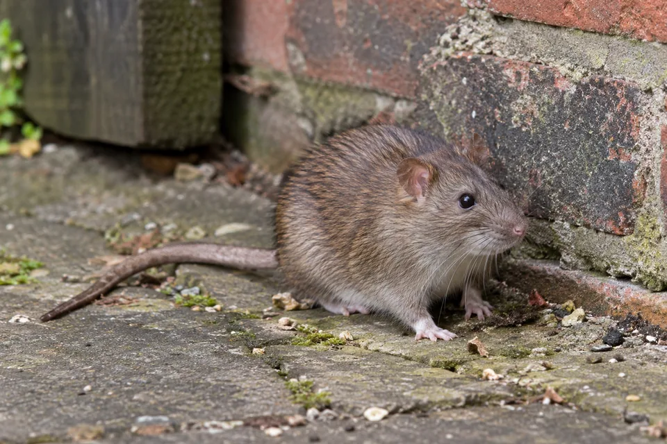 Brown rat beside an outbuilding and paving