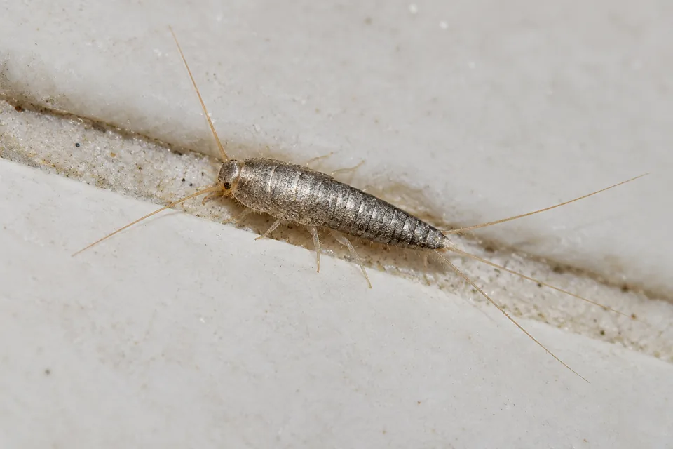Silverfish with tail filaments on a grout line