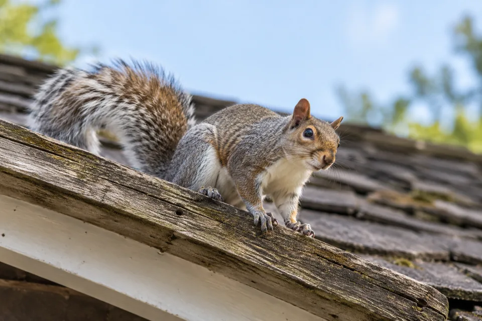 Grey squirrel near an exterior roof eave